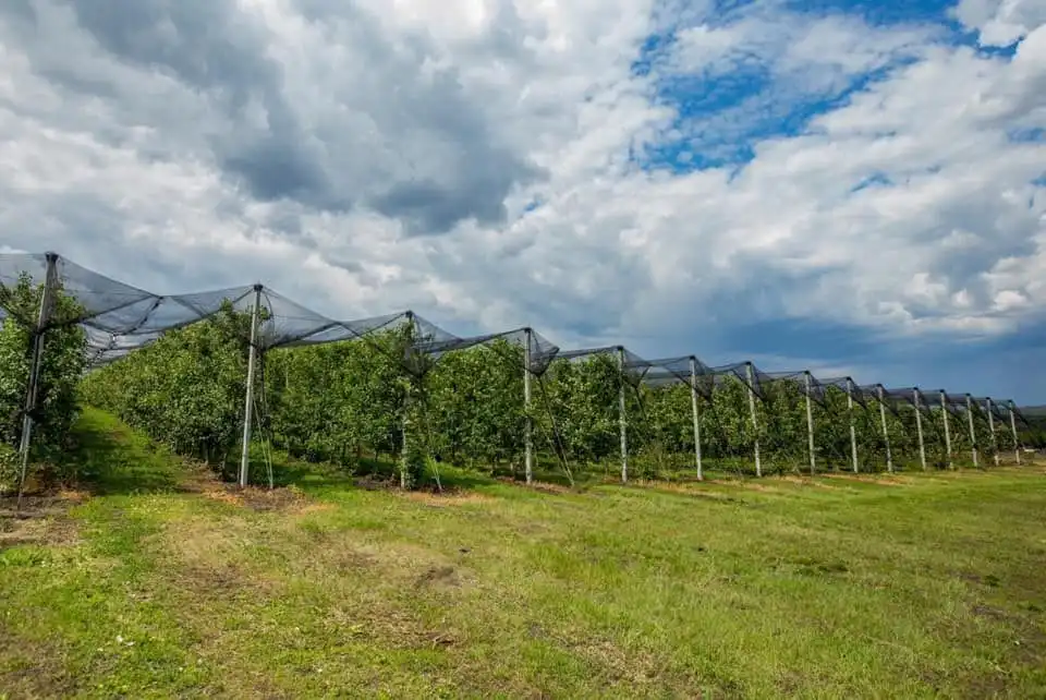 Guvernul a aprobat Programul de Dezvoltare a Horticulturii 2021-2025