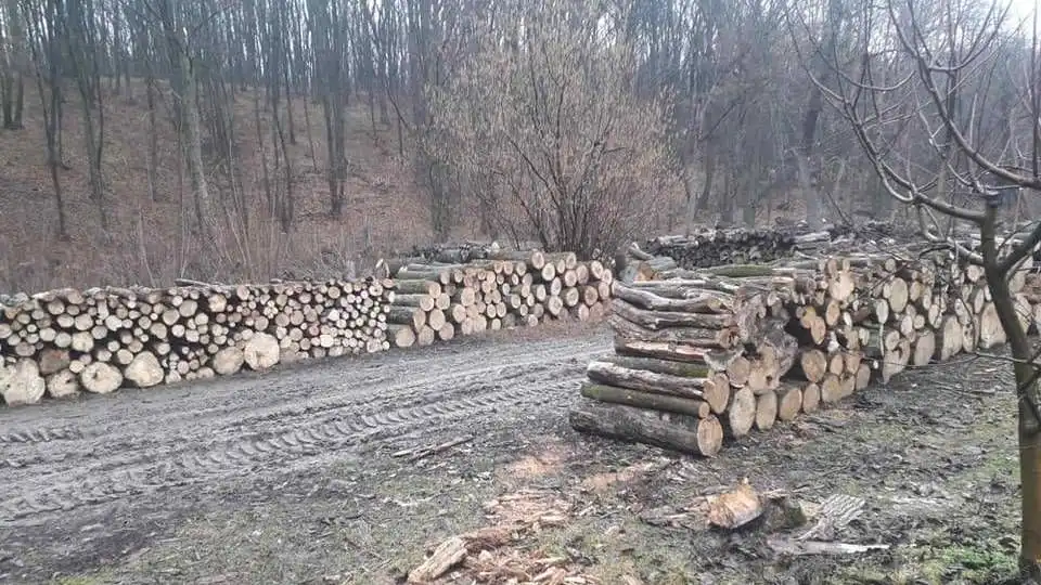 Агентство Moldsilva расследует ситуацию в Единецком лесном хозяйстве