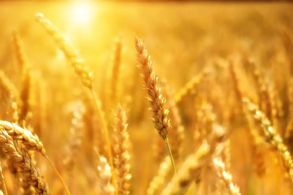 USDA значительно снизил прогноз мировых запасов пшеницы в 2020/21 МГ