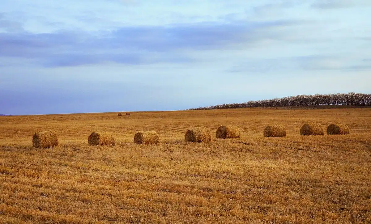 После открытия рынка земли в Украине, на продажу выставят до 2 млн га — мнение