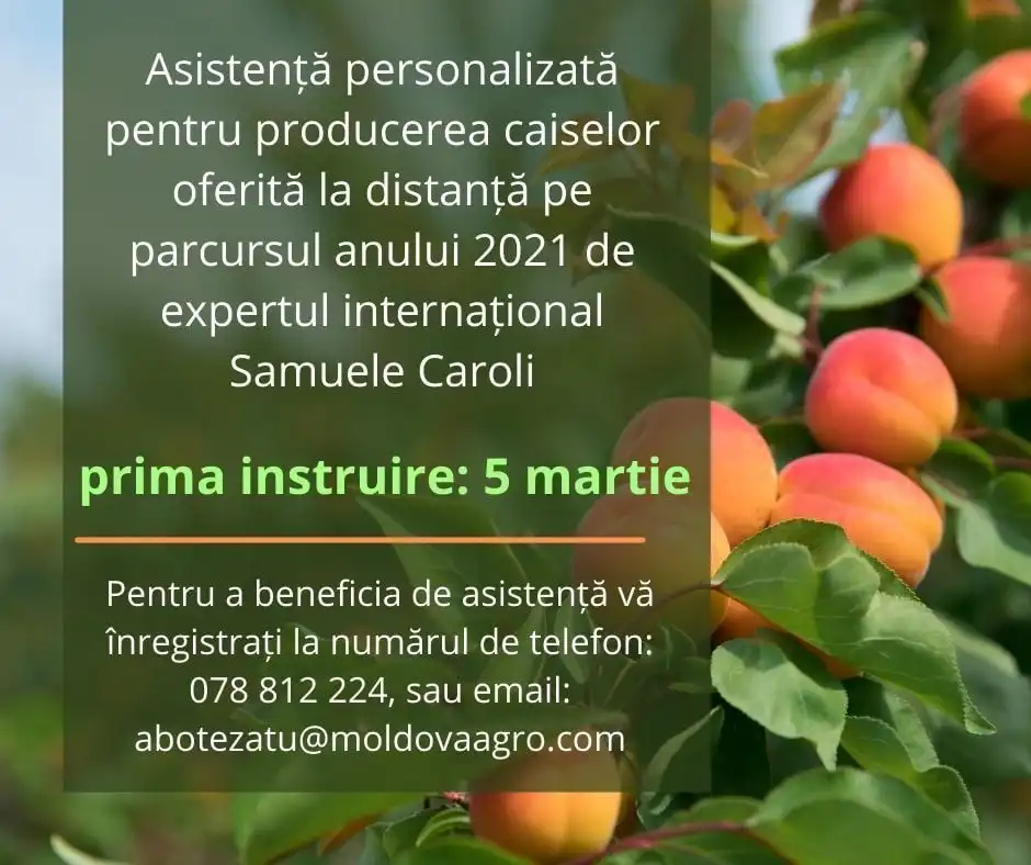 Producătorii de caise din Moldova sunt invitați la instruiri