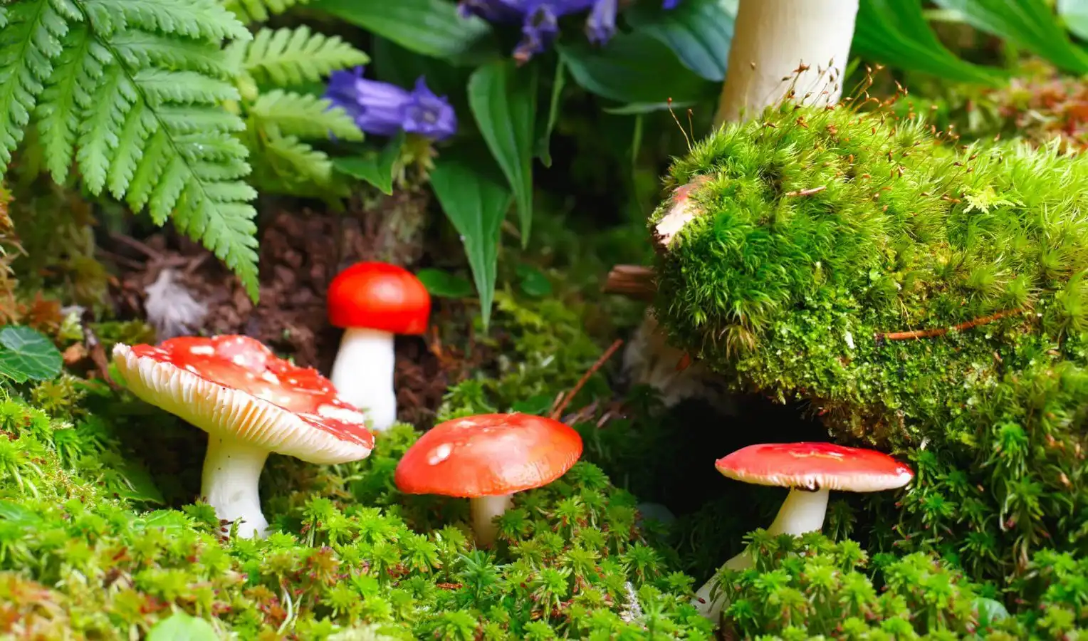 Dezvoltarea agriculturii va distruge biodiversitatea?!