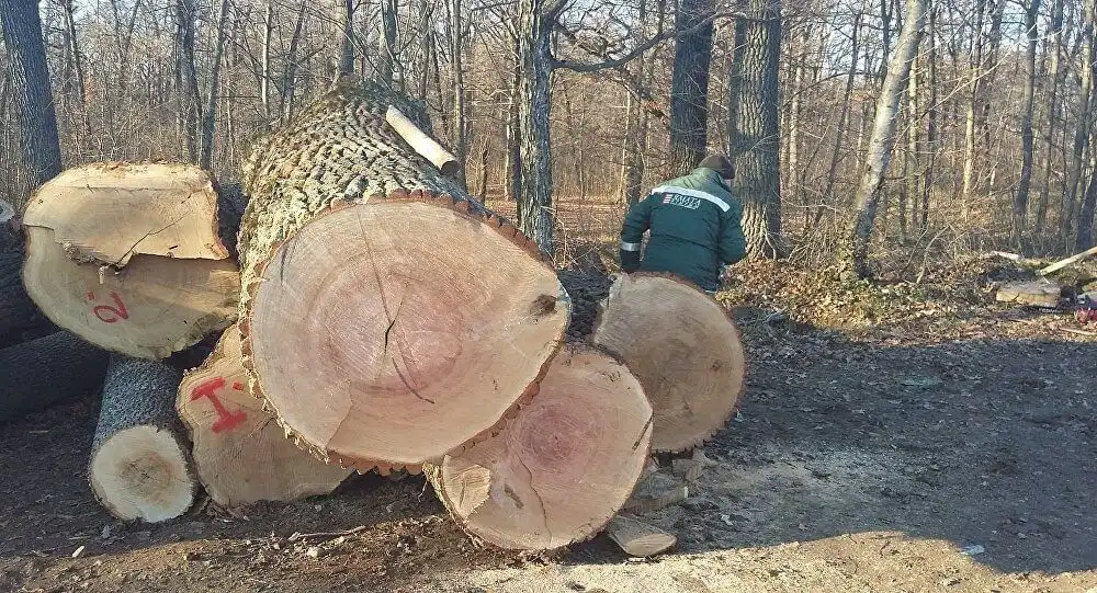 Se interzic tăierile de păduri, dar se exportă ilegal bușteni din stejar în China