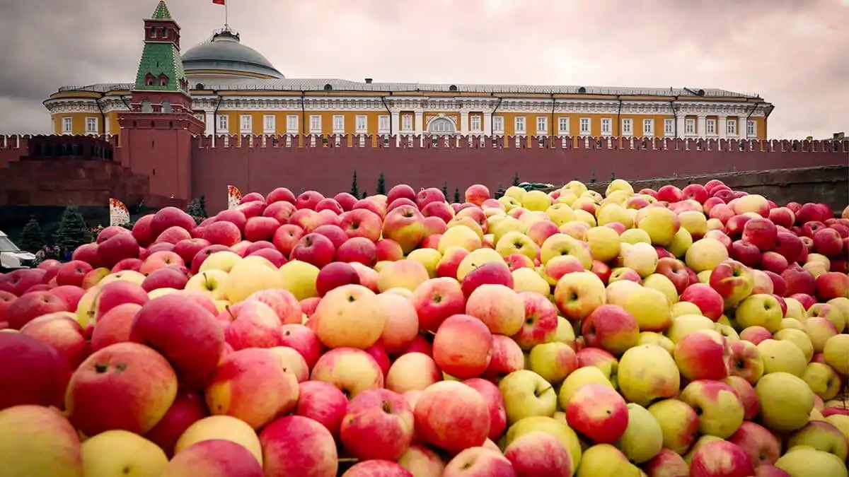 Россия ожидает рекордный урожай яблок