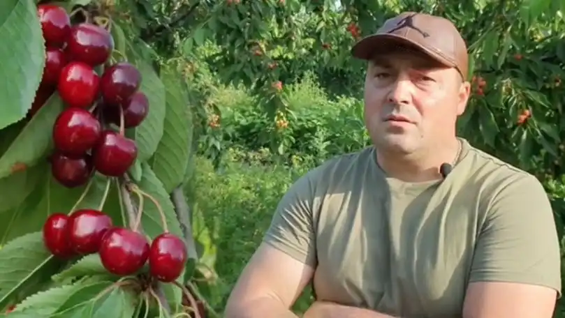 VIDEO: 12 hectare de cireșe stau neculese la Fălești