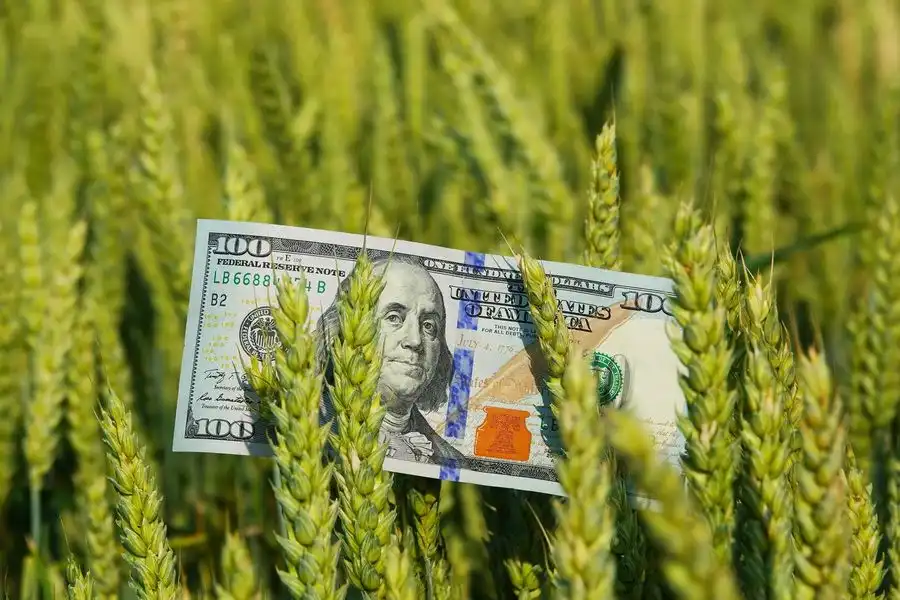 Украинская пшеница резко повысилась в цене до $240/тонну