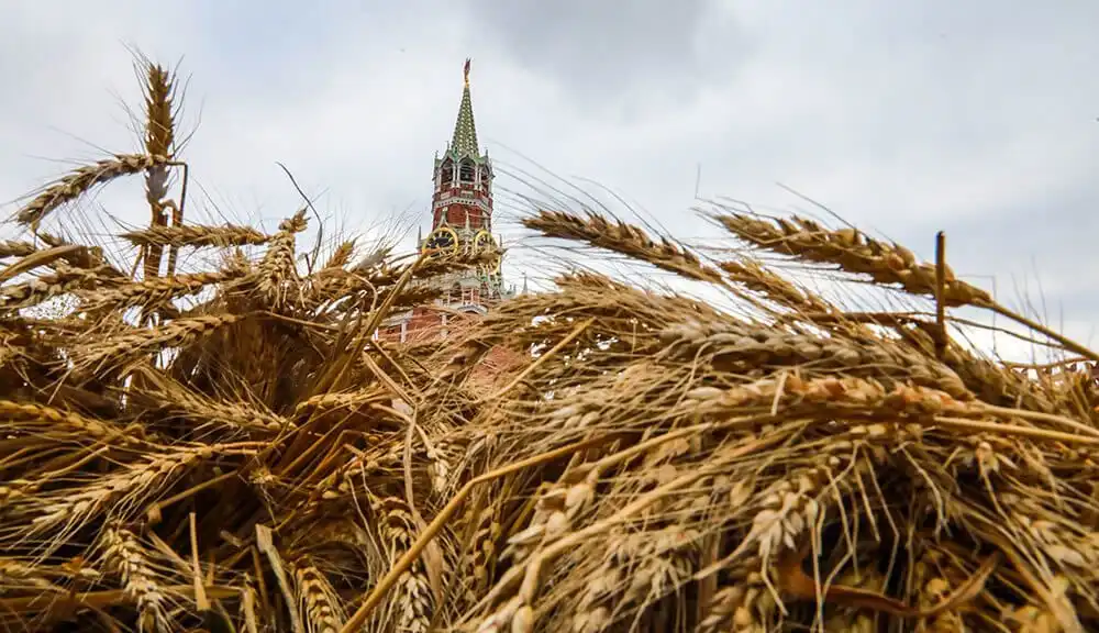 Российская пшеница проигрывает в конкуренции зерну Украины и Румынии