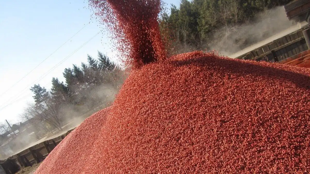 Recomandările specialiștilor în alegerea produselor pentru tratarea semințelor