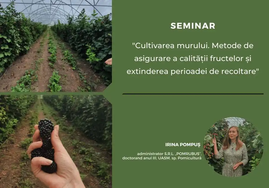 VIDEO: Seminar online dedicat cultivării murului
