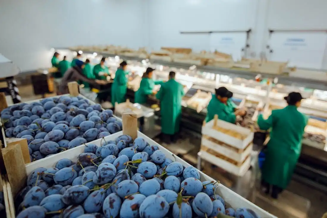 Prunele proaspete produse în Găgăuzia exportate în premieră în Uniunea Europeană
