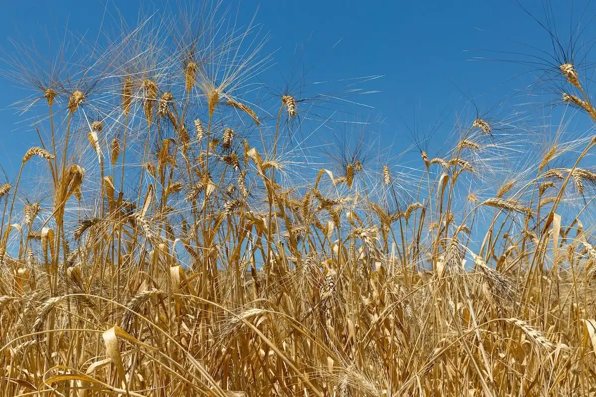 Patru producători ecologici moldoveni vor participa la o întâlnire de afaceri în Sicilia