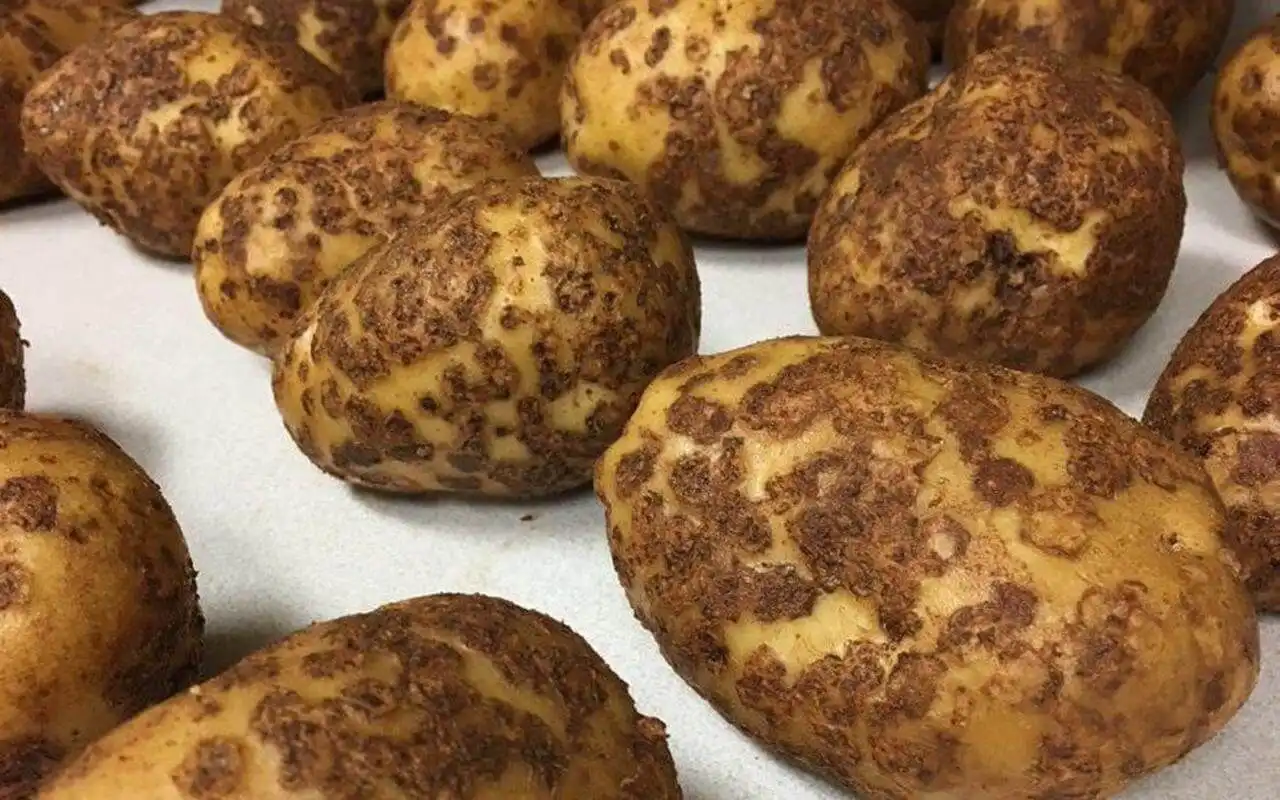 Причины парши картофеля и лучшая покровная культура для профилактики