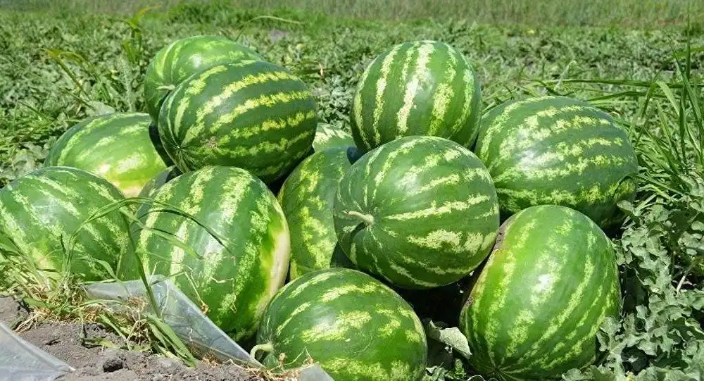 Цена на бахчевые культуры за неделю упала на 60%
