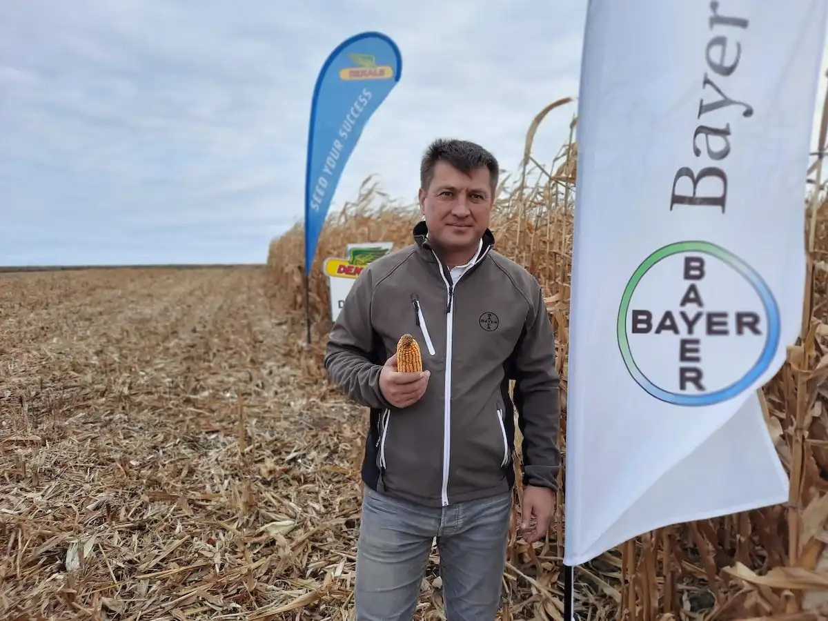 Линейка гибридов кукурузы Dekalb: преображение «из золушки – в царицу полей»