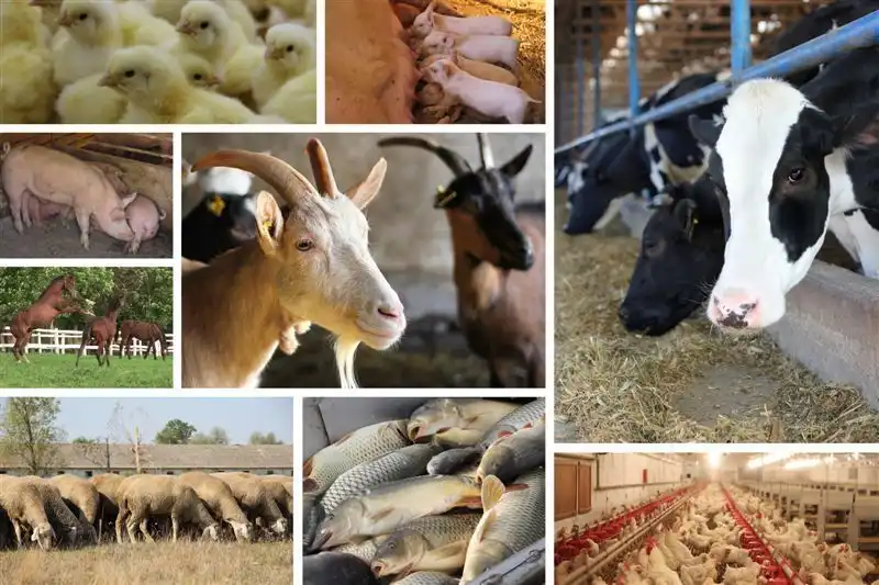 Валовая продукция сельского хозяйства в январе-июне 2018 года