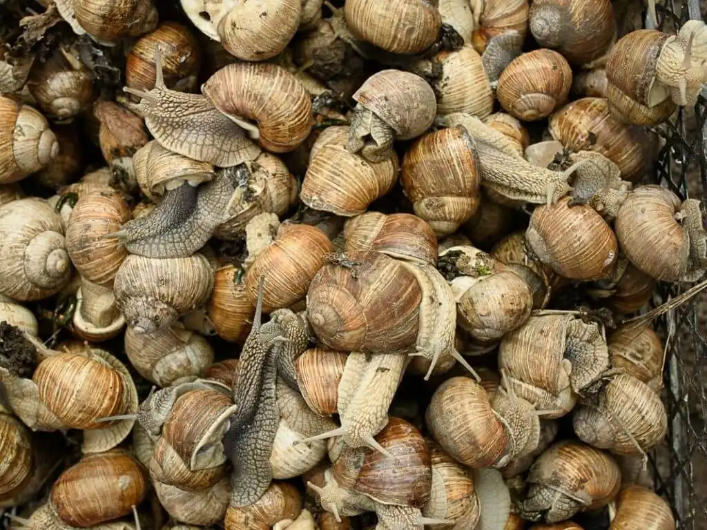 Рыбная продукция и улитки из Молдовы будут экспортироваться в страны ЕС