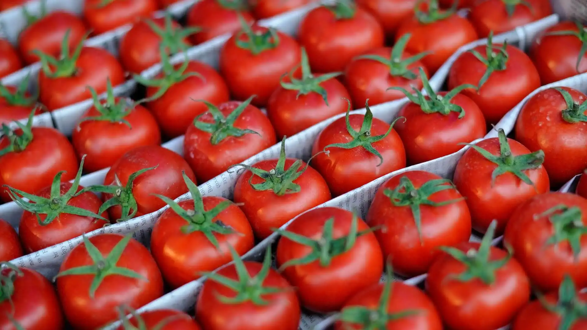 К 2023 году Турция намерена увеличить экспорт томатов и томатной продукции до $1 млрд