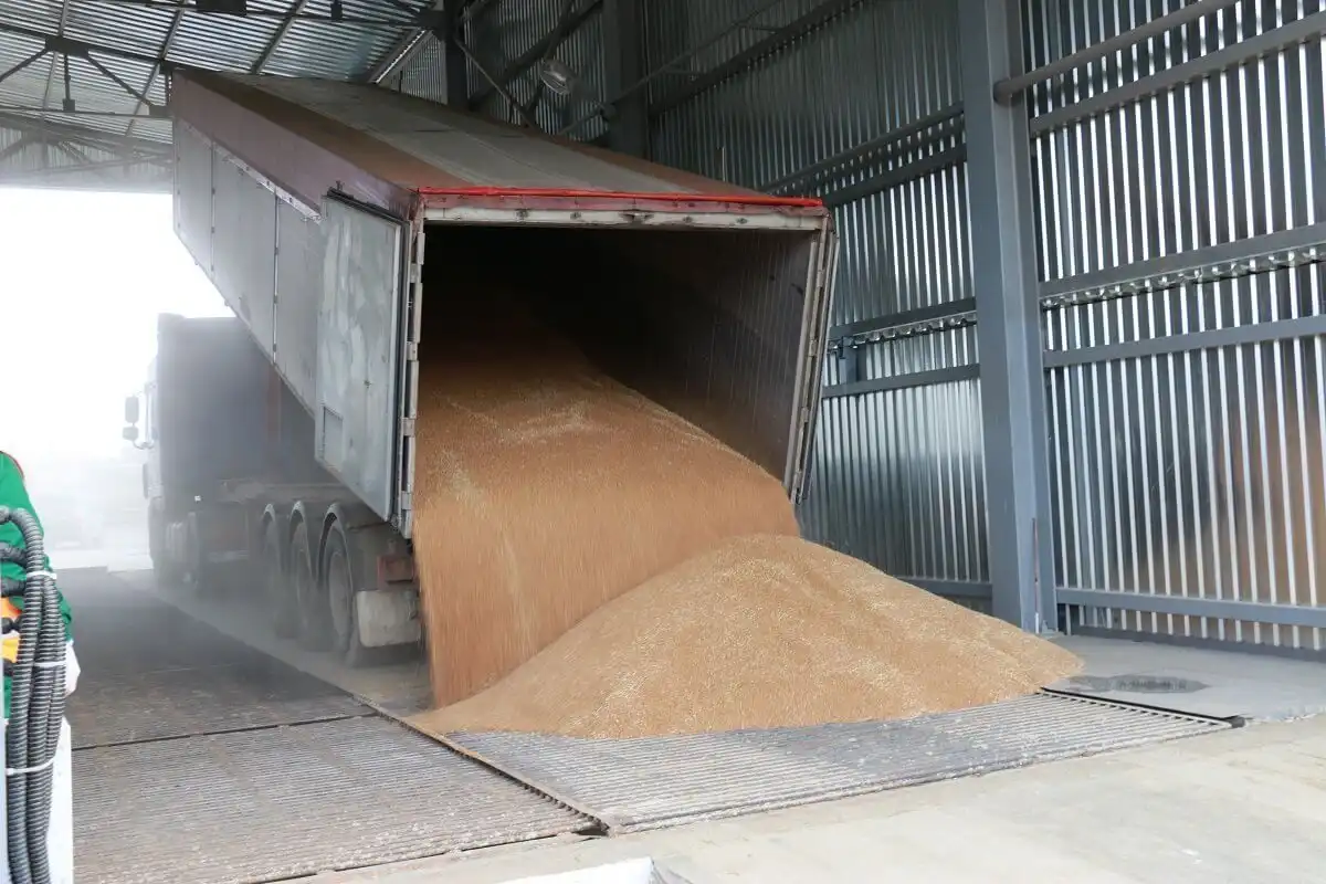 Правительство согласовало начало продаж продовольственной пшеницы из госрезерва