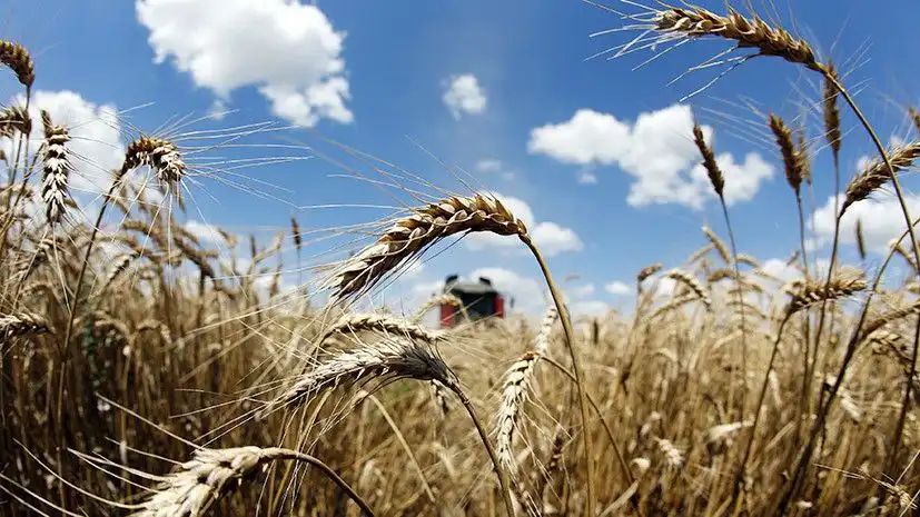 Насколько сократится производство пшеницы в разных государствах мира – FAO