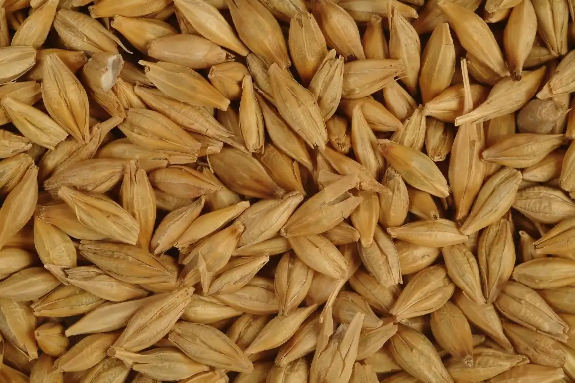 Из 50 грамм семян старого сорта ячменя в Ирландии вырастили продуктивное поле