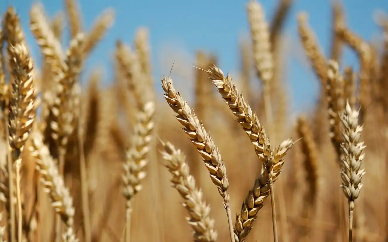 Обзор рынков продукции на 14.01.2019