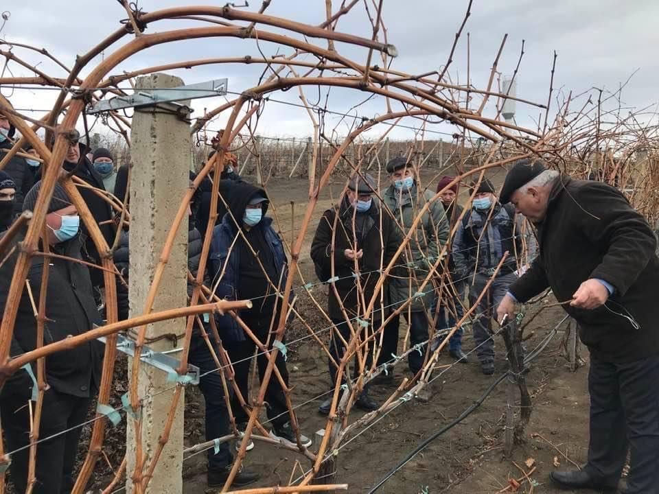 Tăierea în uscat a viței de vie: APESM invită viticultorii la un seminar tematic