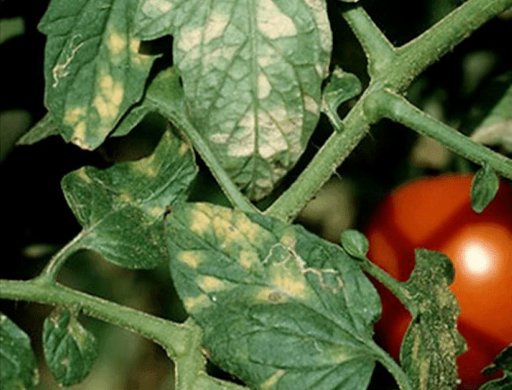 Новый двойной фунгицид против ложной мучнистой росы представлен Syngenta на томатной конференции