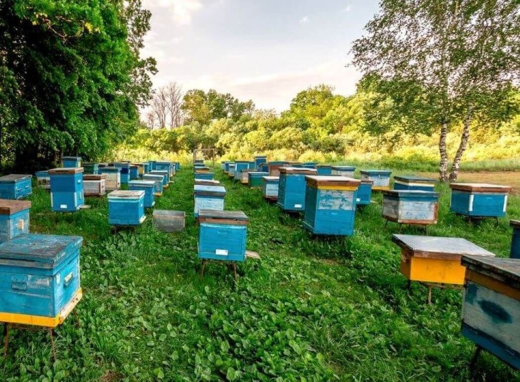Преимущества создания пчеловодческого кооператива озвучены советник городского головы Винницы