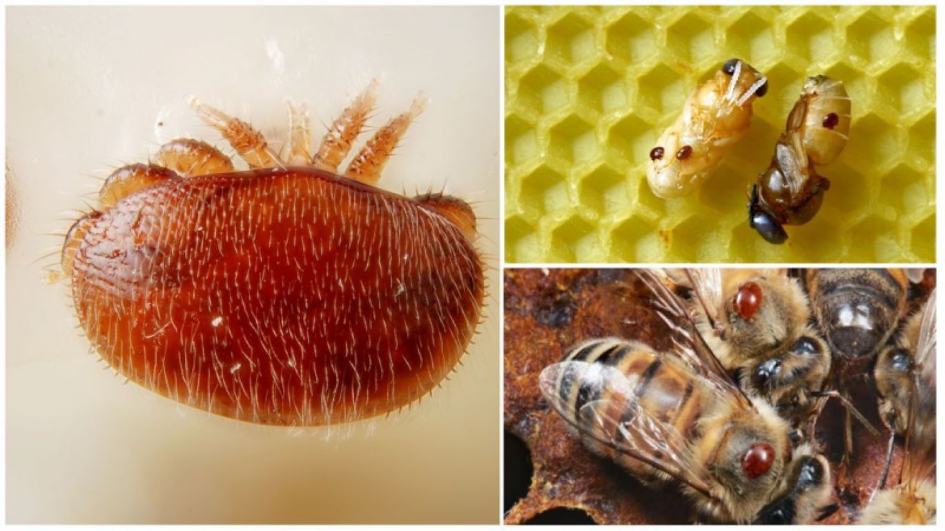 Пчелиный клещ Varroa: способы проверки ульев   