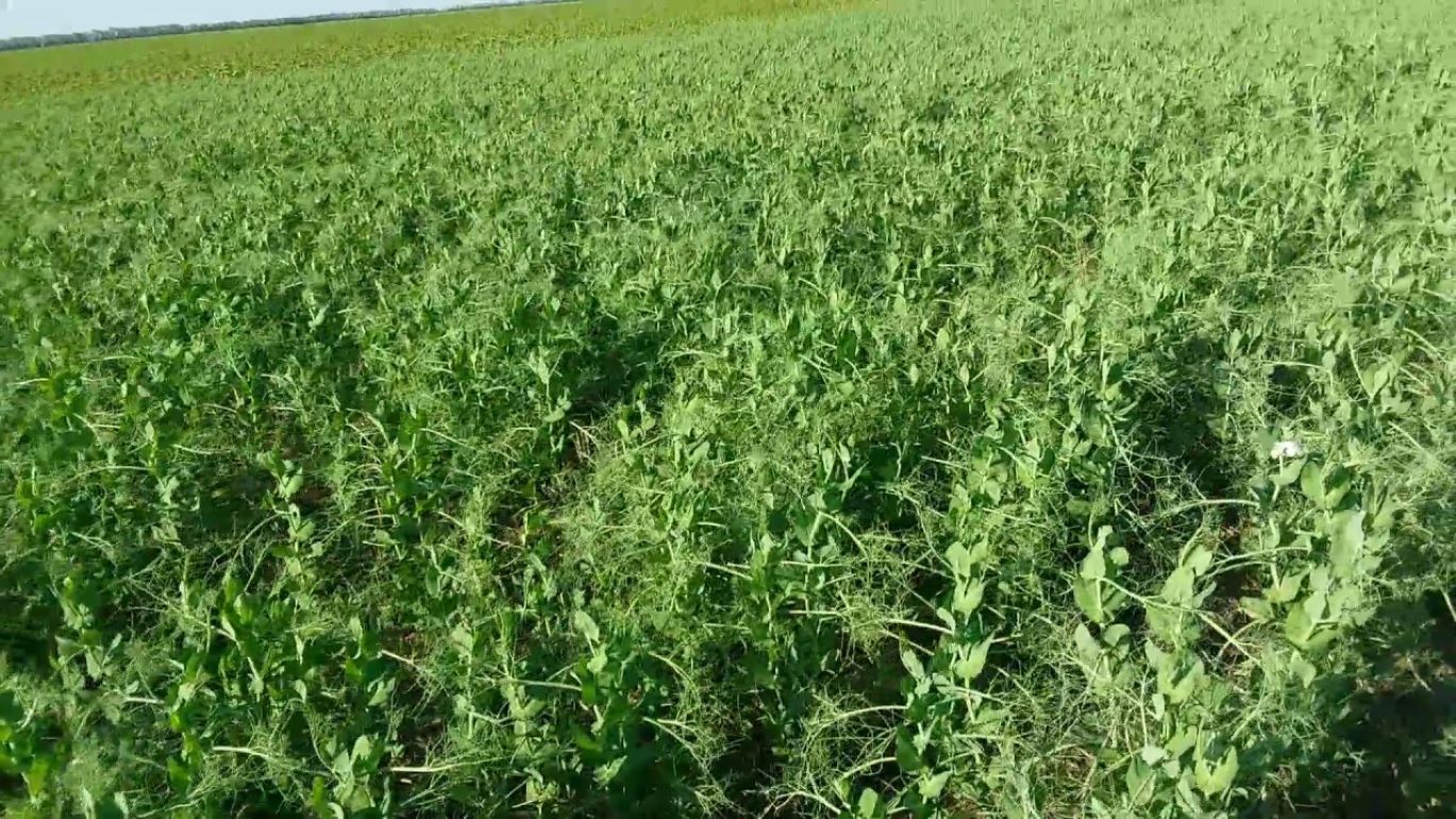 Горох прекрасный предшественник под ряд культур не уступающий пару