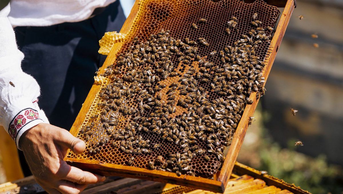 Strâmtorarea cuibului de albine în primăvară — sfaturile expertului