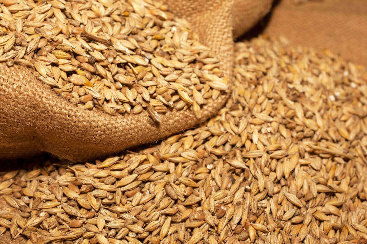 FAO: Recolta mondială de grâu din 2023 va fi a doua cea mai mare din istorie
