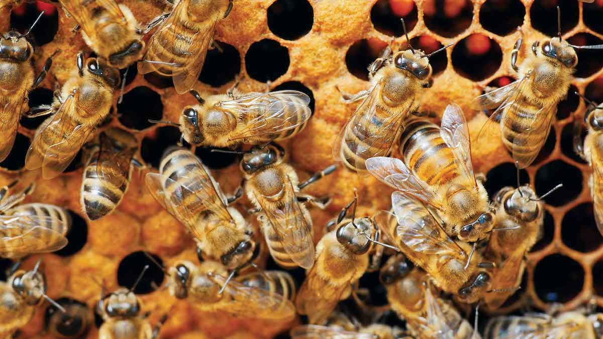 Tratamentul anti-varroa primăvara — recomandările expertului