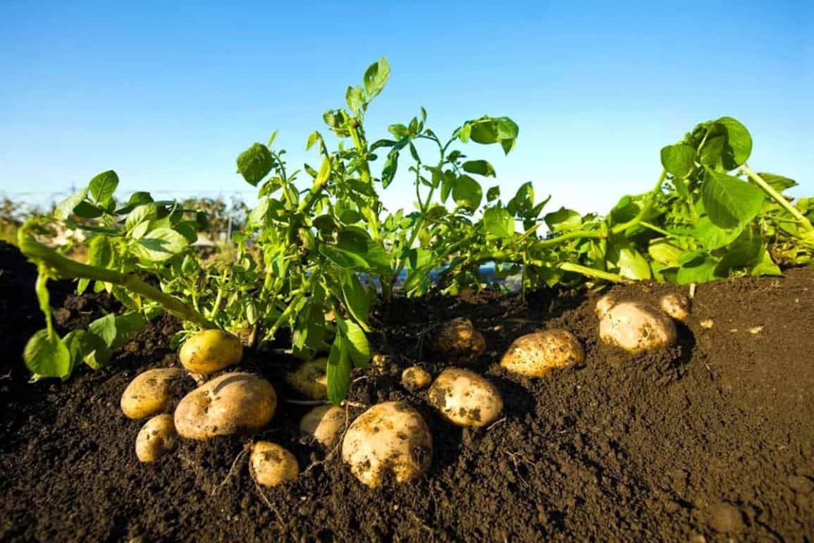 Corteva Agriscience запускает фунгицид Zorvec Entecta против фитофтороза картофеля в Германии   