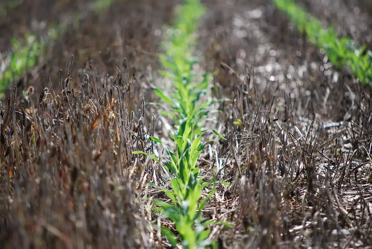 Как настроить долгосрочную систему No-Till