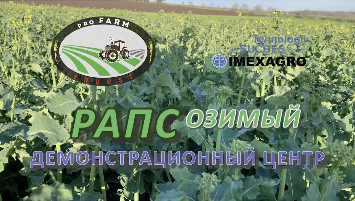 Внимание! Рапс в начале цветения: нужна защита от вредителей — рекомендации ImexAgro