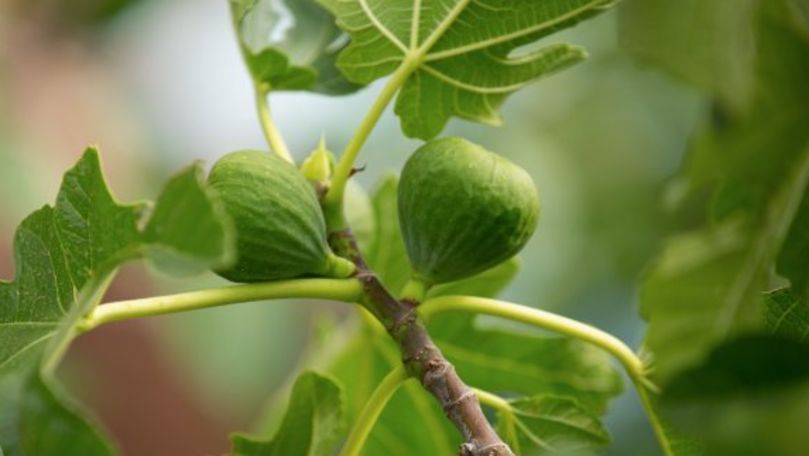 Când se plantează smochinul. Sfaturi pentru pregătirea terenului