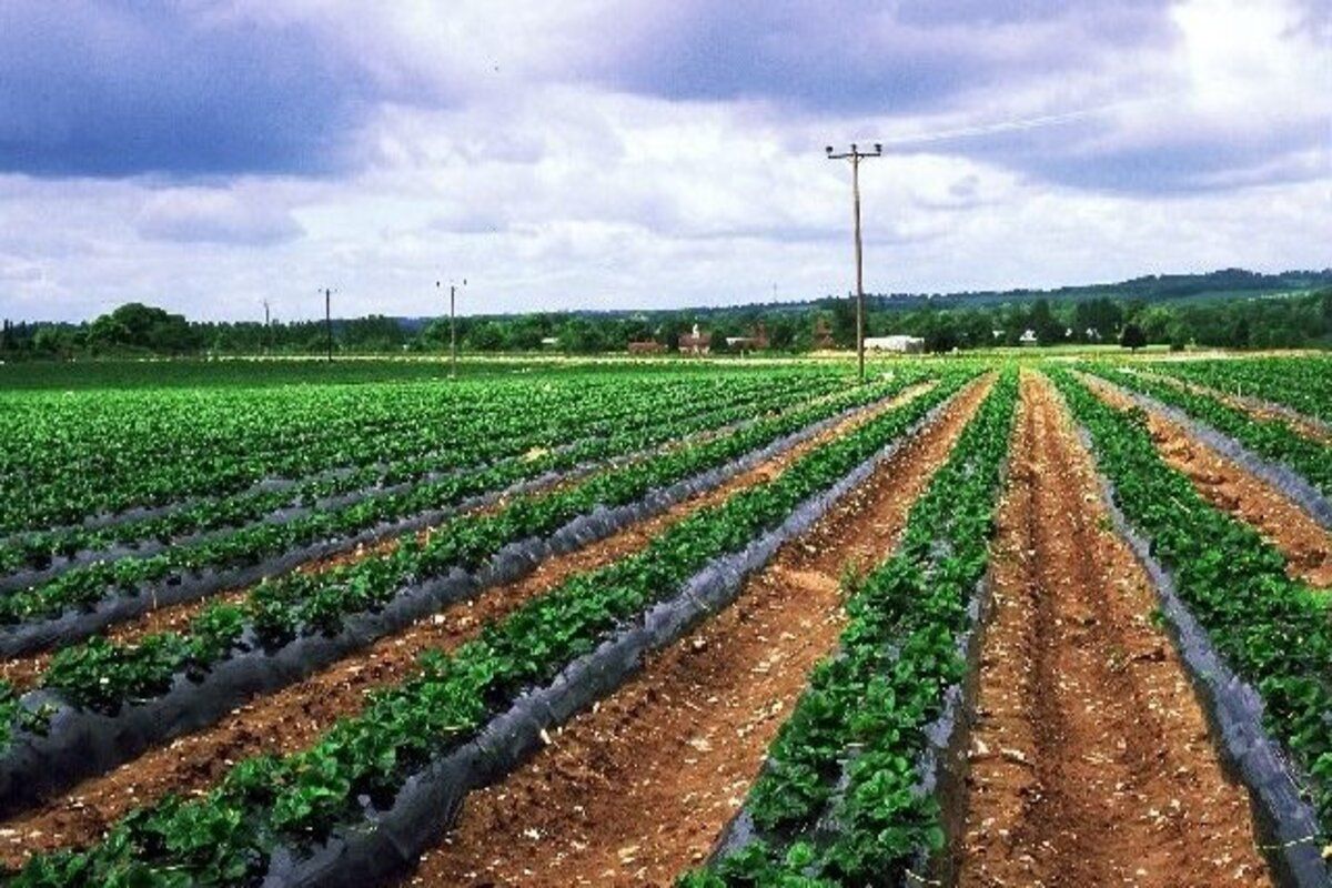 Sectorul agricol, dependent de plastic. Cererea globală va crește cu 50% până în anul 2030
