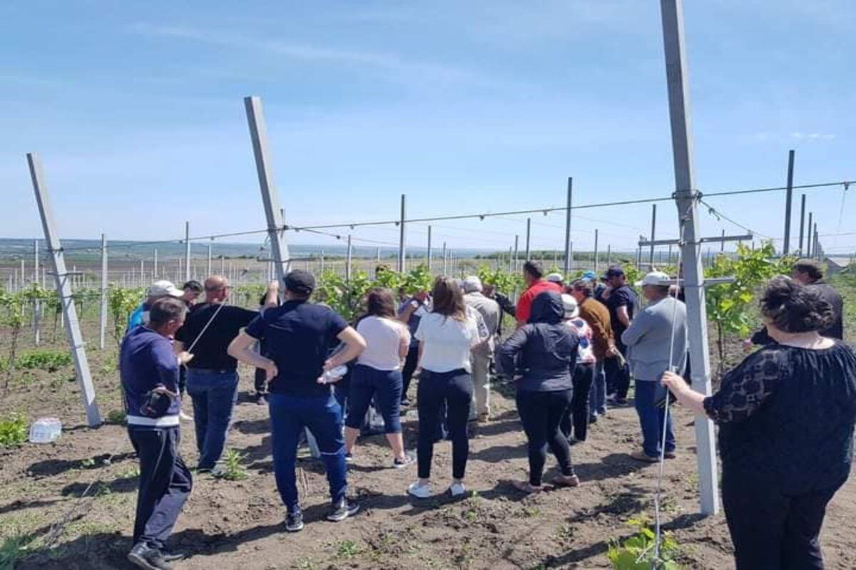 Producătorii de struguri au fost instruiți în vederea obținerii unor roade bogate