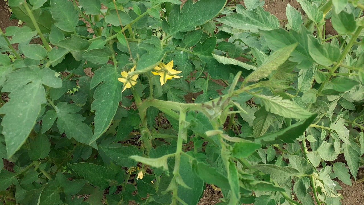 Combaterea păianjenului roșu la tomate: Metode naturale
