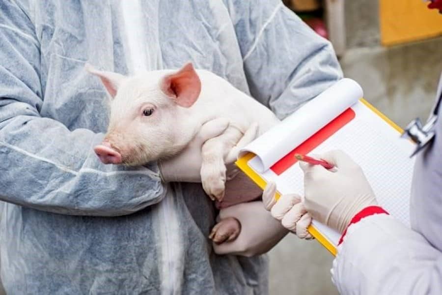Restricții ridicate: în R. Moldova nu sunt focare de pestă porcină