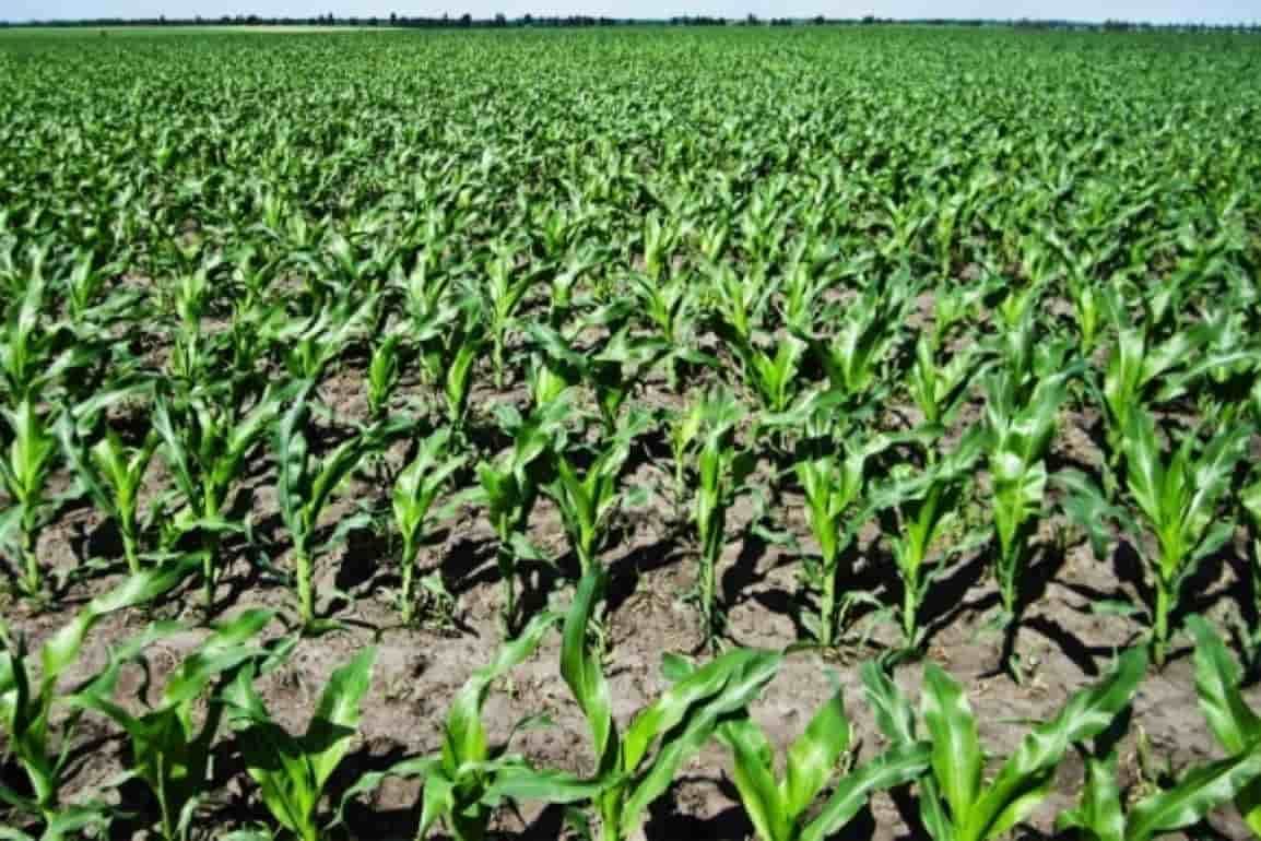 Исследования Corteva Agriscience раскрывает природу устойчивости растений к болезням