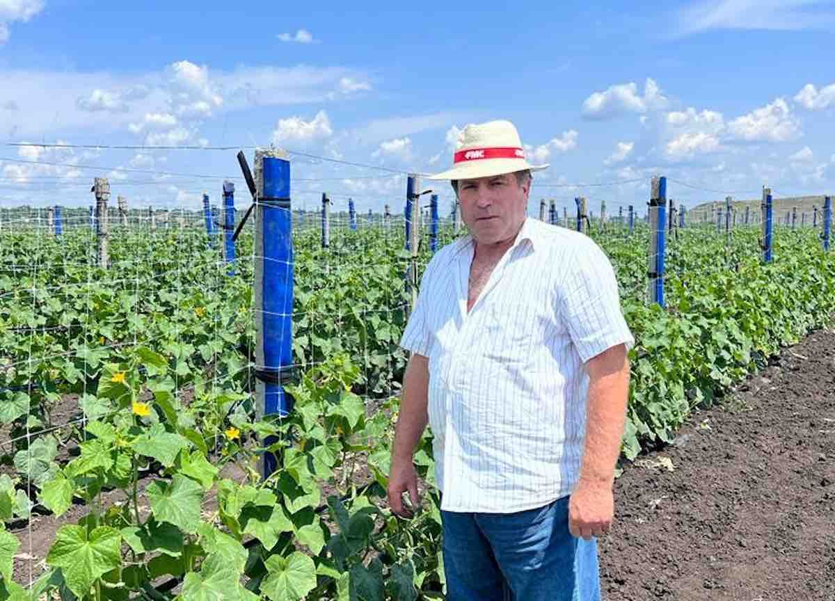 Cultivarea castraveților: Experiența lui Dumitru Mațuc și colaborarea cu FMC