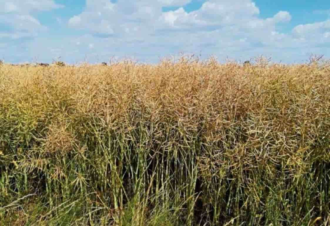 Strategie Grains сокращает оценку урожая рапса в ЕС из-за засушливой погоды