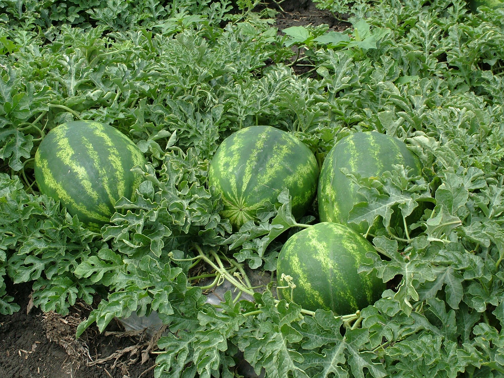 Cultivarea pepenilor verzi. Care este secretul unei roade bogate