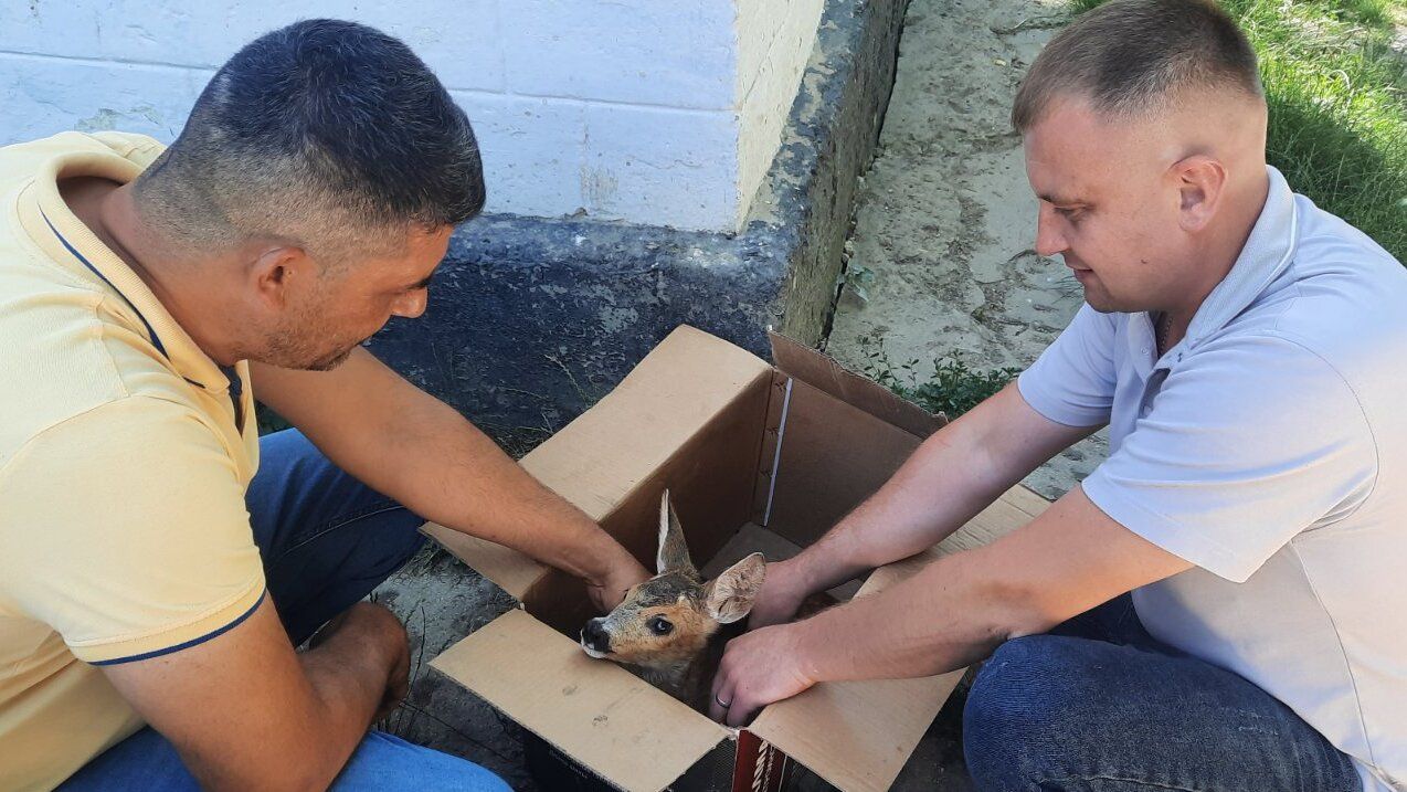 Un fermier a salvat un pui de căprioară în timpul lucrărilor de recoltare