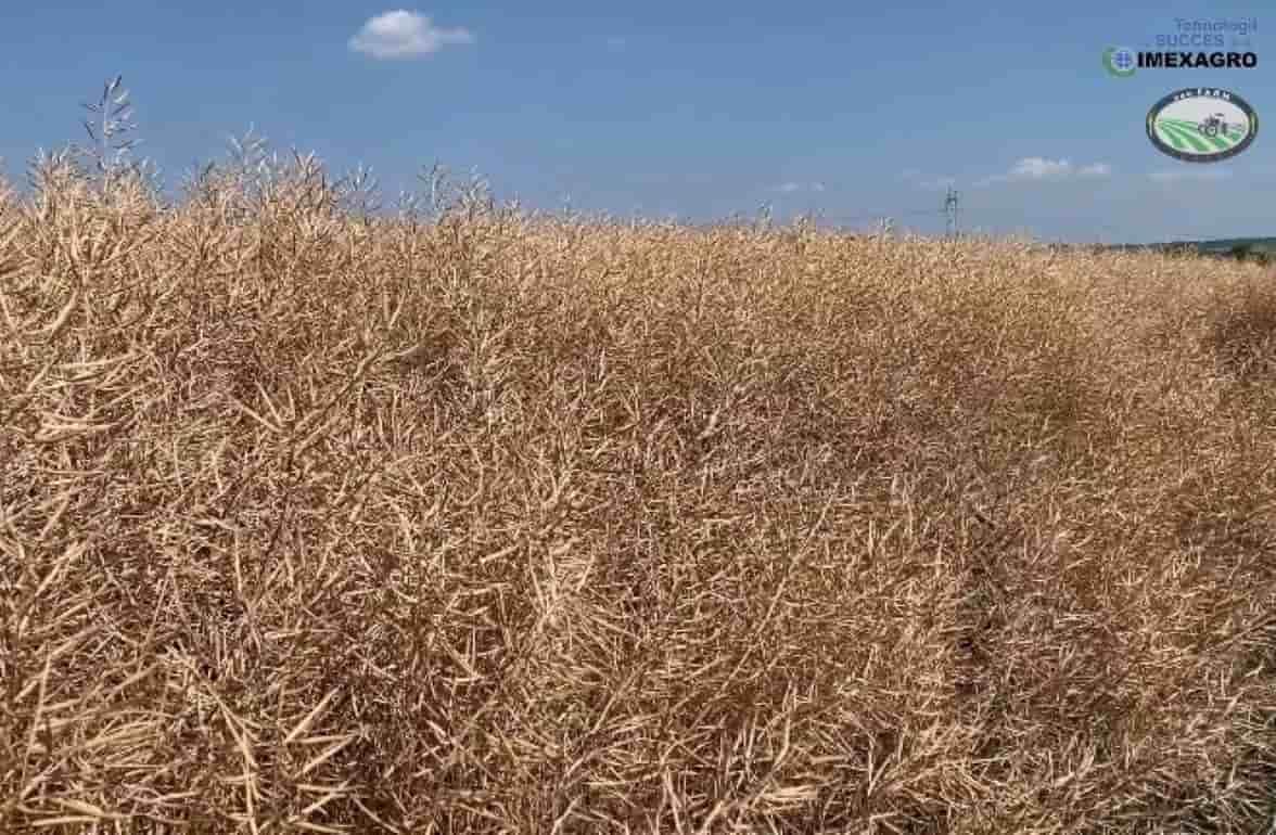 Озимый рапс – итоги уборочной 2023 в ДемоЦентре IMEXAGRO