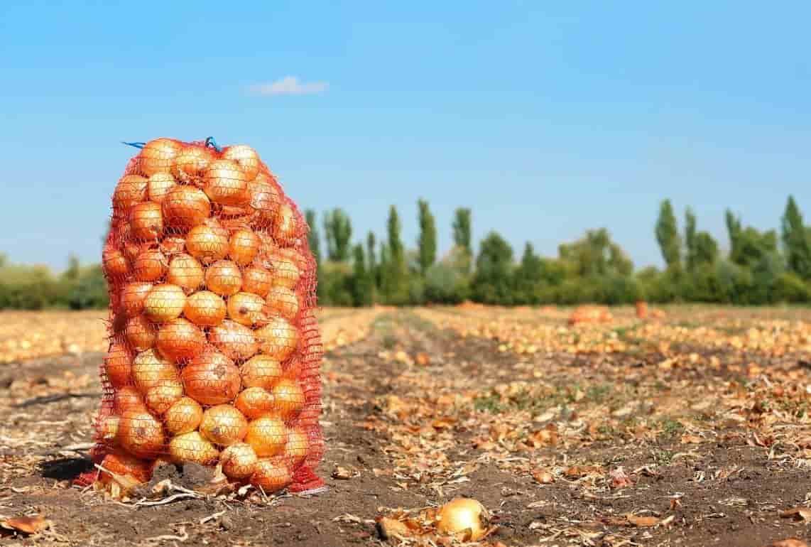Цена на лук в Молдове снизится из-за отсутствия его экспорта в Украину