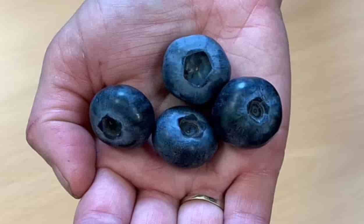Голубика, ягоды которой будут втрое больше обычных