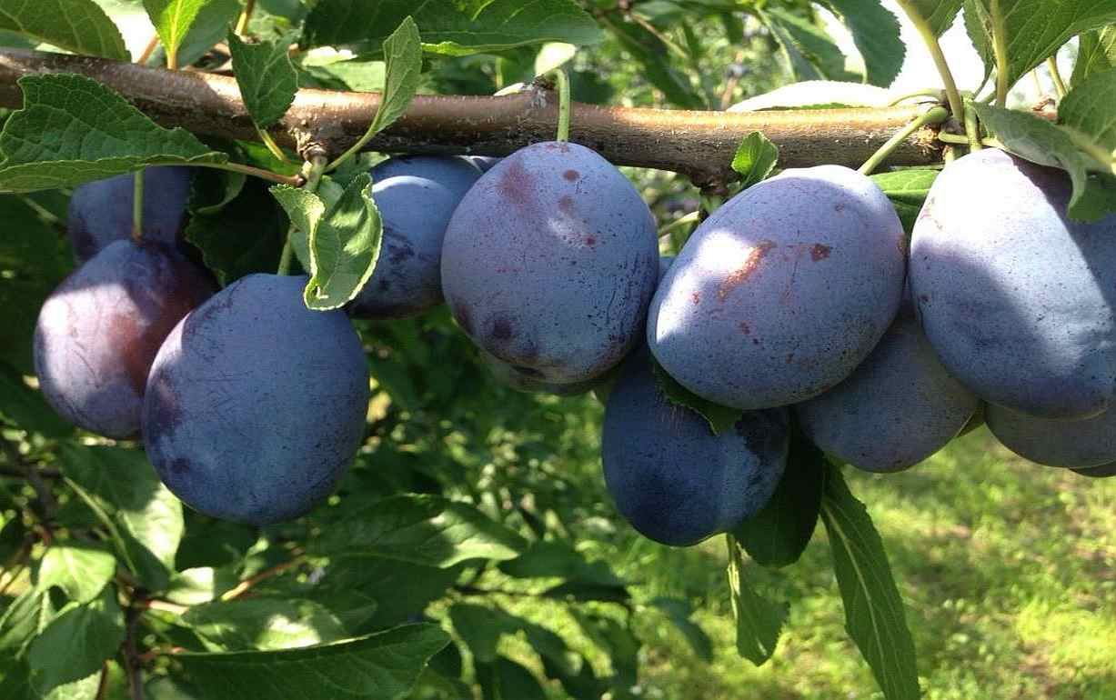 В Молдове прогноз урожая на сливу неплохой, но цены: могли быть и выше
